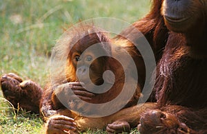 ORANG OUTAN pongo pygmaeus