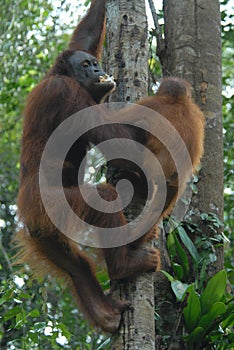 Orang Utan