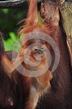 Orang Utan
