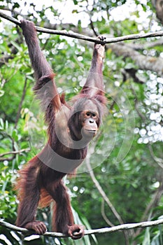 Orang Utan