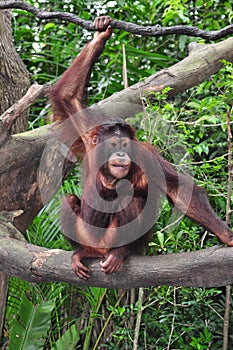 Orang Utan
