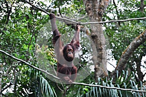 Orang Utan