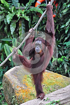 Orang Utan