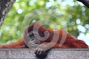 Orang Utan photo