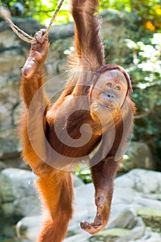 Orang-Utan