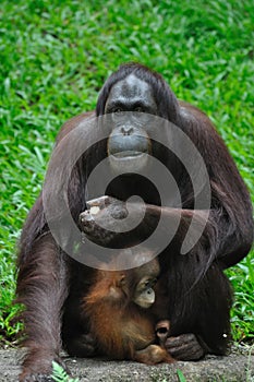 Orang Utan