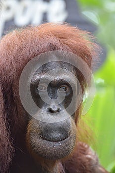 Orang Utan