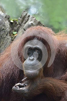 Orang Utan