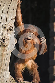 Orang utan