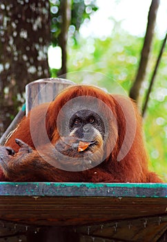 Orang Utan