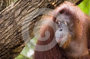 Orang Utan 2