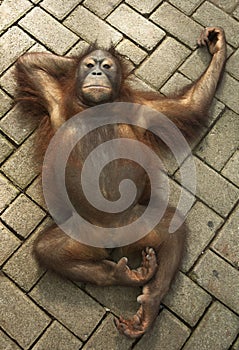 Orang Utan
