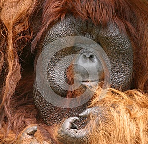 Orang Utan