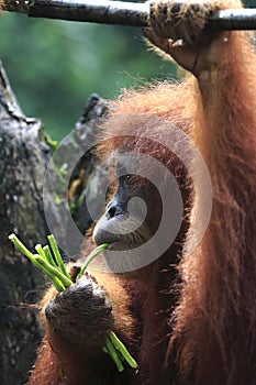 Orang Utan