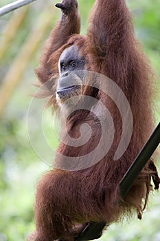 Orang Utan