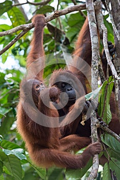 Orang utan