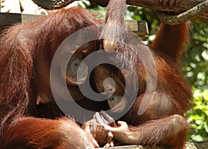 Orang Utan