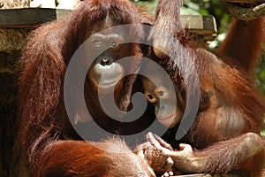 Orang Utan