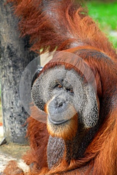 Orang Utan