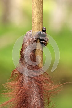 Orang utan