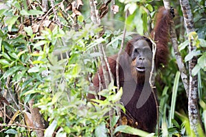 Orang-utan