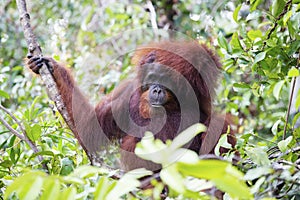 Orang-utan