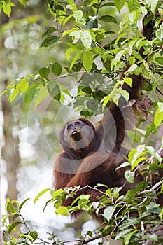 Orang-utan