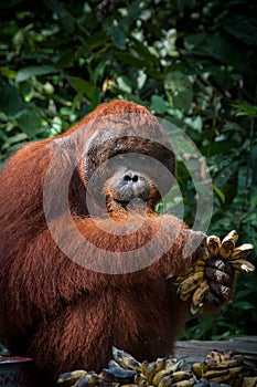 Orang Utan alpha male with bananas in Borneo Indonesia