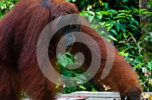 Orang Utan alpha male standing in Borneo Indonesia