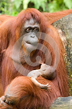 Orang-utan with baby