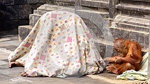 Orang utan with baby playing under a blanket