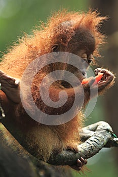 Orang Utan (Baby)