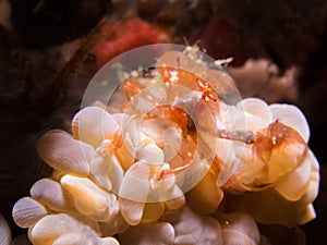 Orang-utan crab on coral