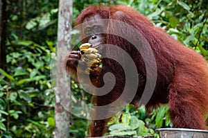 Orang Utan eating Bananas in Borneo Indonesia