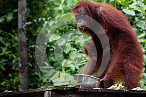 Orang Utan eating in Borneo Indonesia