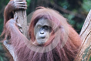 Orang utan face expression in wildlife with a cute face looking to camera.