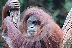 Orang utan face expression in wildlife with a cute face looking to camera.