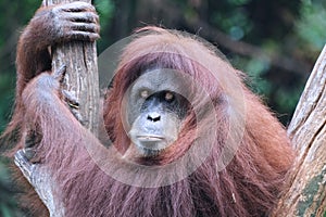 Orang utan face expression in wildlife with a cute face looking to camera.