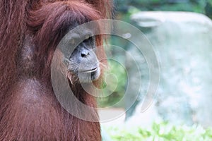 Orang utan face expression in wildlife with a cute face looking to camera.