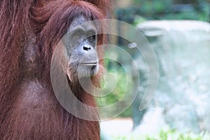 Orang utan face expression in wildlife with a cute face looking to camera.