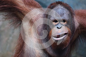 Orang utan face expression in wildlife with a cute face looking to camera.