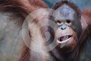 Orang utan face expression in wildlife with a cute face looking to camera.