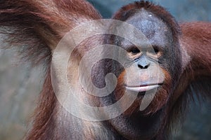 Orang utan face expression in wildlife with a cute face looking to camera.