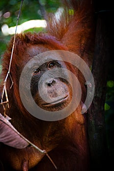 Orang Utan female face watching in Borneo Indonesia