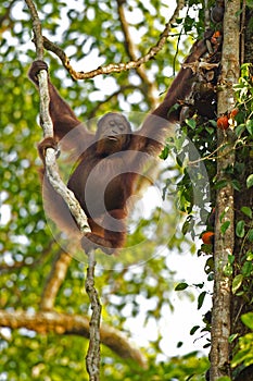 Orang Utan in Fig on the island of Borneo photo