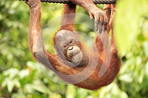 Orang-Utan hanging from rope photo