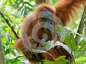 Orang utan with little baby