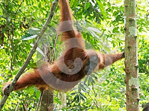 Orang utan with little baby