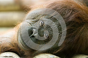 Orang-utan lying down photo