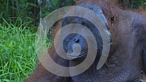 Orang utan male photo